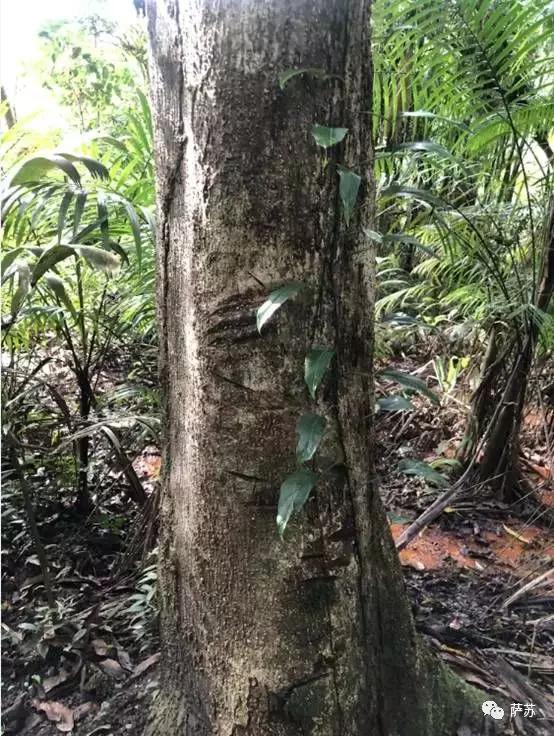 巴西是单一制国家还是联邦制国家,为什么说巴西是桑巴军团