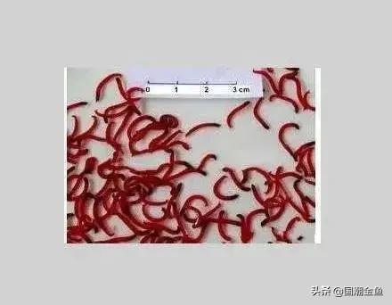 养鱼鱼食大全,养鱼知识大全鱼塘鱼食