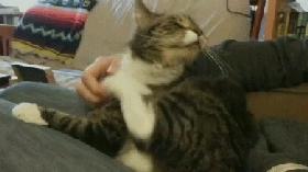 生肉如何处理喂猫,幼猫喂生肉的正确方法