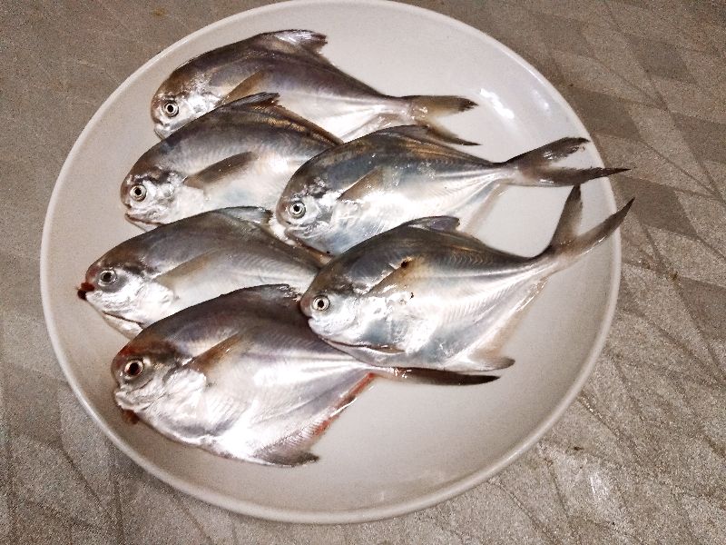 市场上这6种鱼放心购买,市场上卖的鱼哪些是不能养殖的