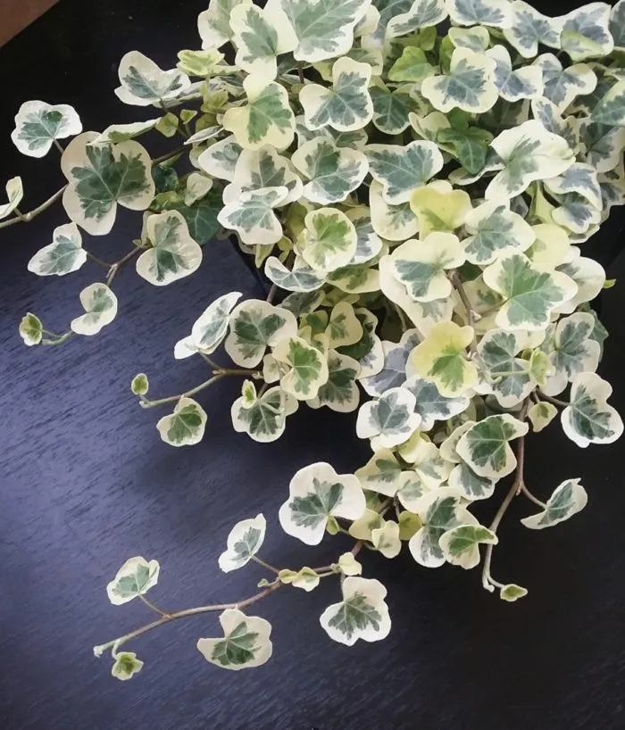 这3种花养在室内长得好,长成瀑布的最好养的花