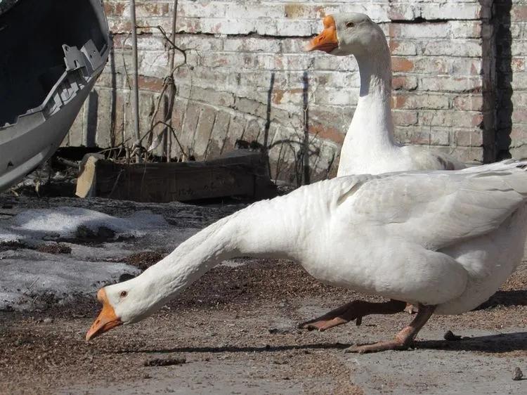 蛇的天敌为什么是鹅,民间说大鹅是蛇的天敌