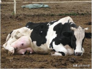 牛得了乳房炎能自愈吗,牛得乳腺炎症状有哪些