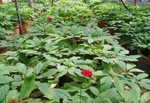 高丽参国产和进口,进口山参