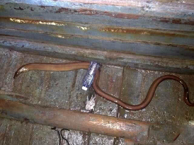 夜钓海鳗用什么饵,夜钓海鳗用沙蚕