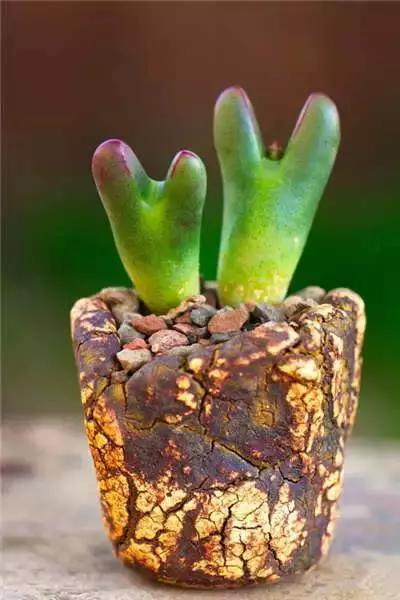 多肉大师手绘花盆,多肉顶级玩家