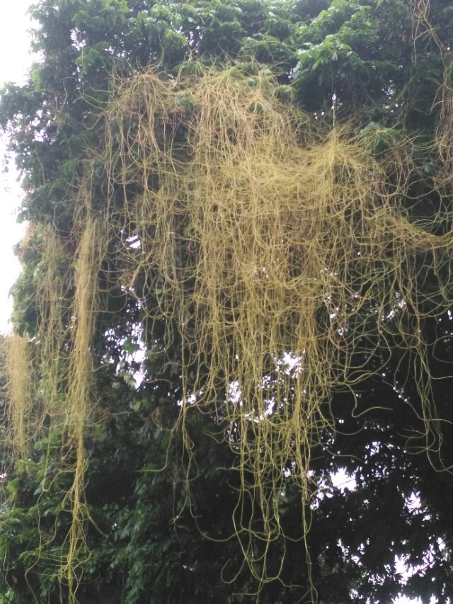 菟丝子传说故事,菟丝子的典故是什么