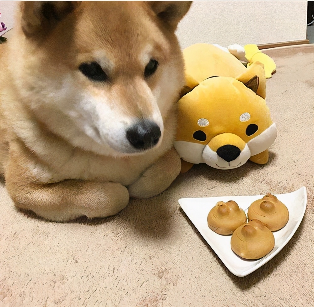 柴犬总是不吃狗粮怎么办,柴犬挑食的最佳治疗方法