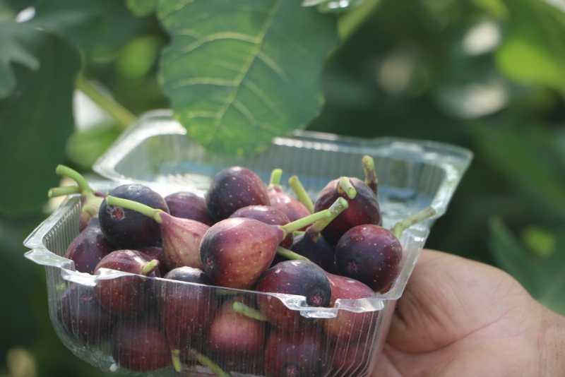 两棵无花果种一起,适宜温带的无花果品种