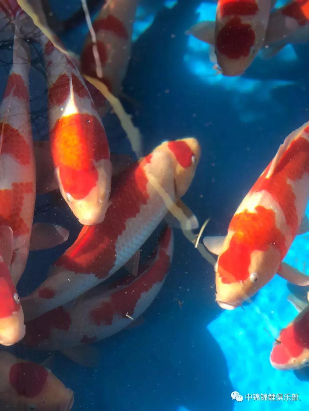 閿﹂菠鍠傞杩囧鏈変粈涔堢棁鐘跺悧,鏃ユ湰閿﹂菠鎬庝箞鍠傞