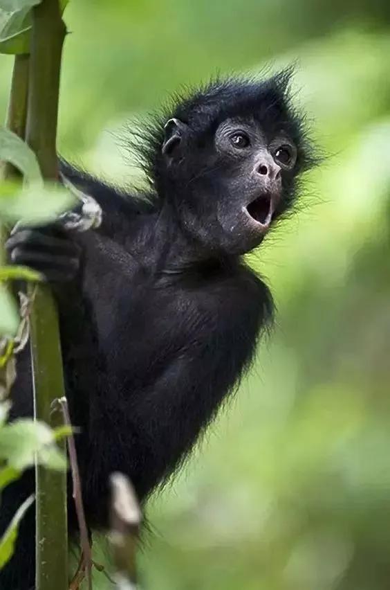 看看猴子,老猴子孙悟空72变