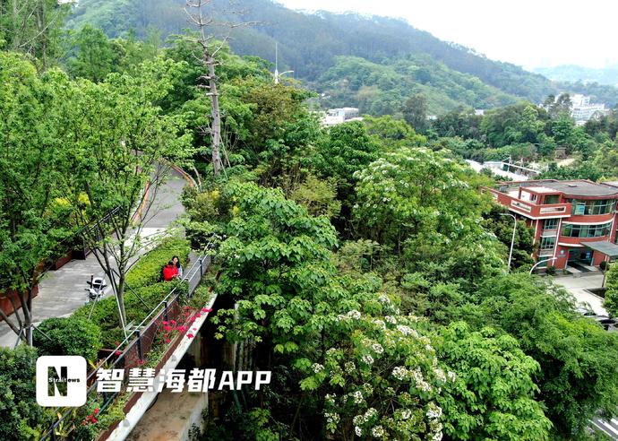 美翻了！福州将迎来两波白色浪漫！油桐、千年桐相继开放