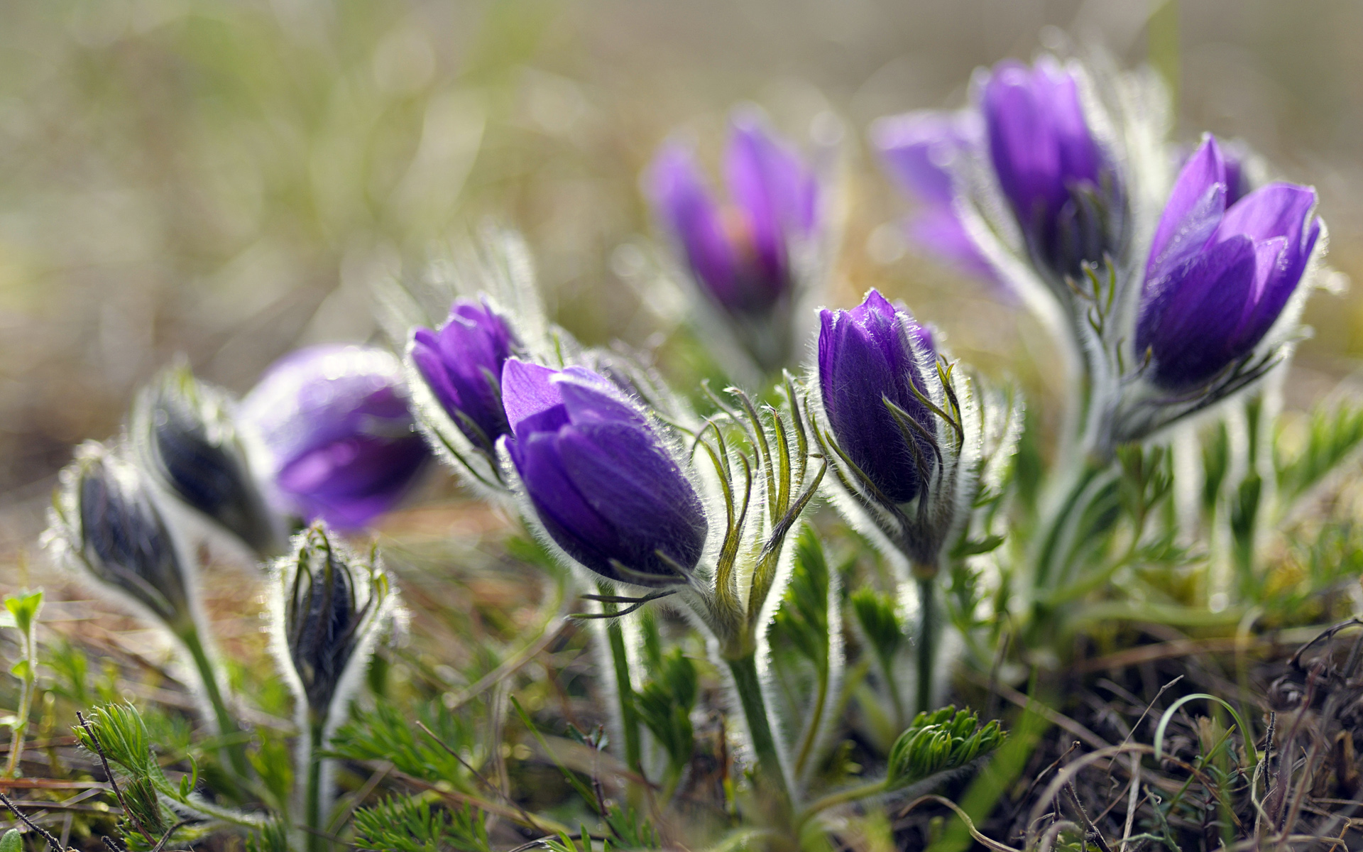 诗经解读中谷有蓷,诗经郑风每日一篇