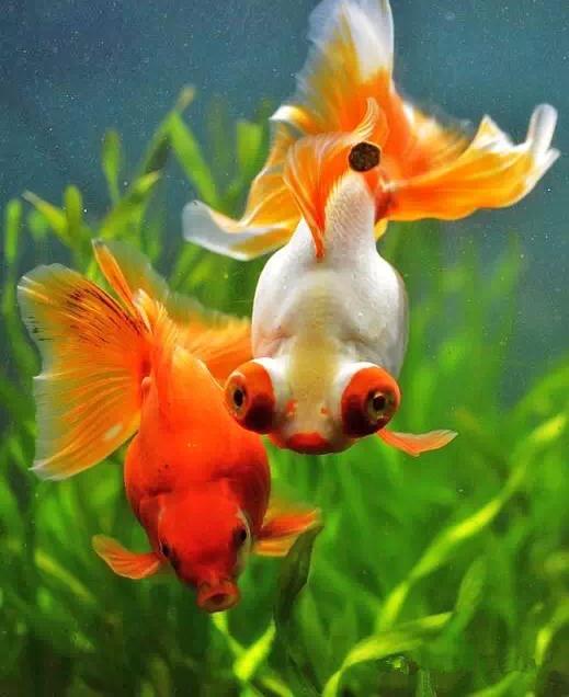 这些五彩斑斓的金鱼养眼又养心,最美的观赏金鱼值得一看