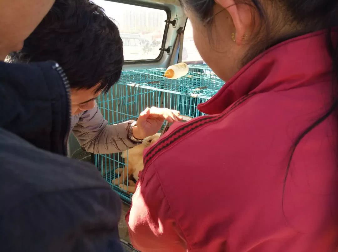 拉布拉多在狗市卖多少钱一只,狗市多少钱一只拉布拉多