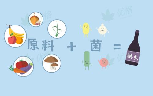 酵素本质是什么,酵素属于什么经营范围