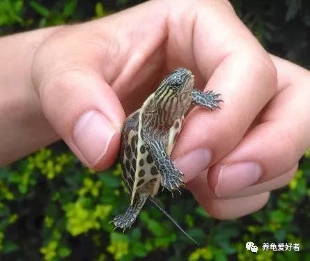 中华花龟饲养吃什么,花龟苗怎么饲养存活率高