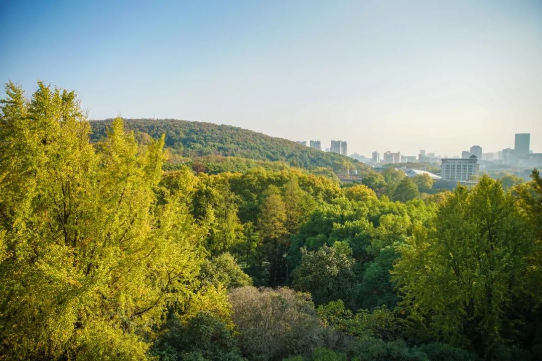 武汉市最热门的春游景点,2022武汉春游好去处