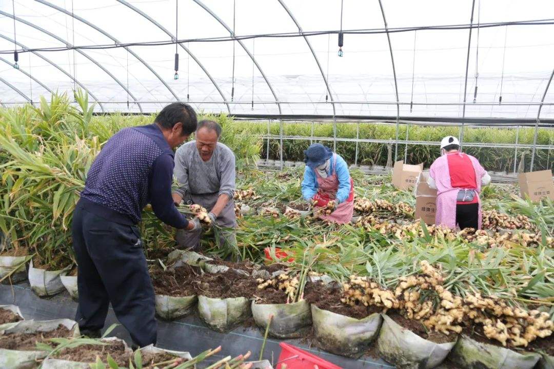 山东省农民收购鲜姜价格视频,大量求购黄姜种植