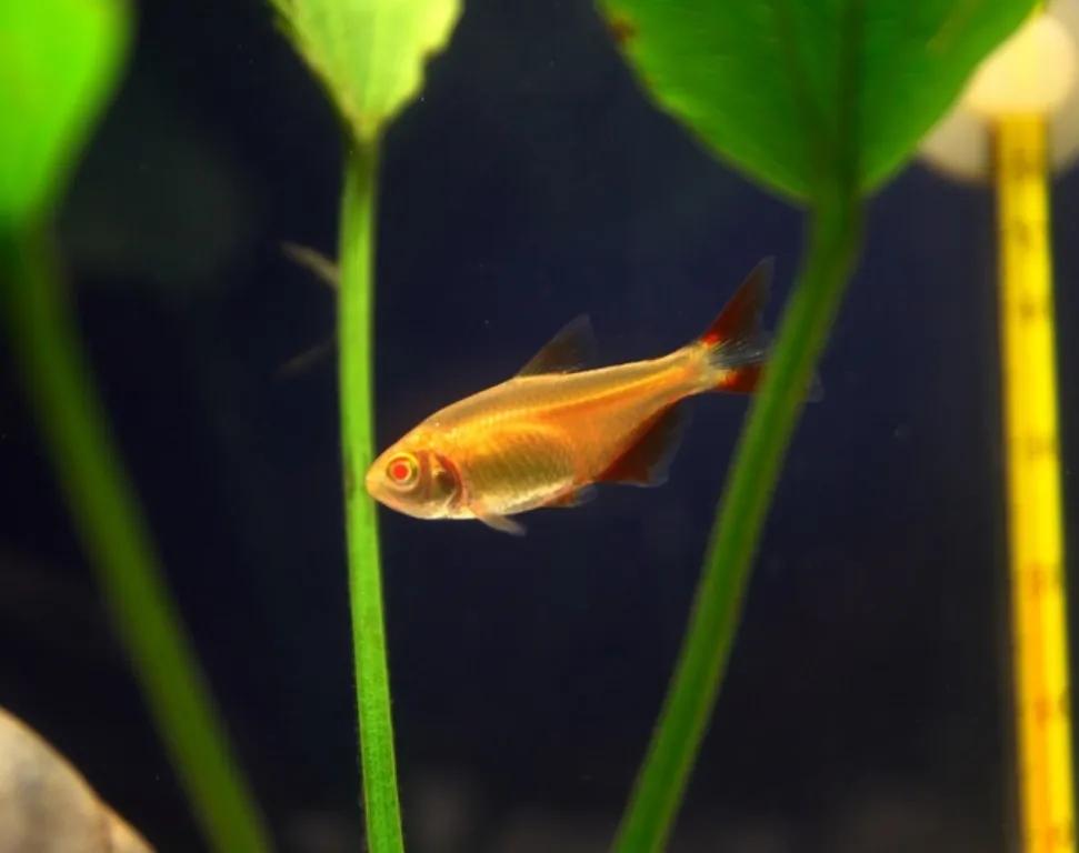 萌新适合养的观赏鱼,萌新养鱼有什么技巧