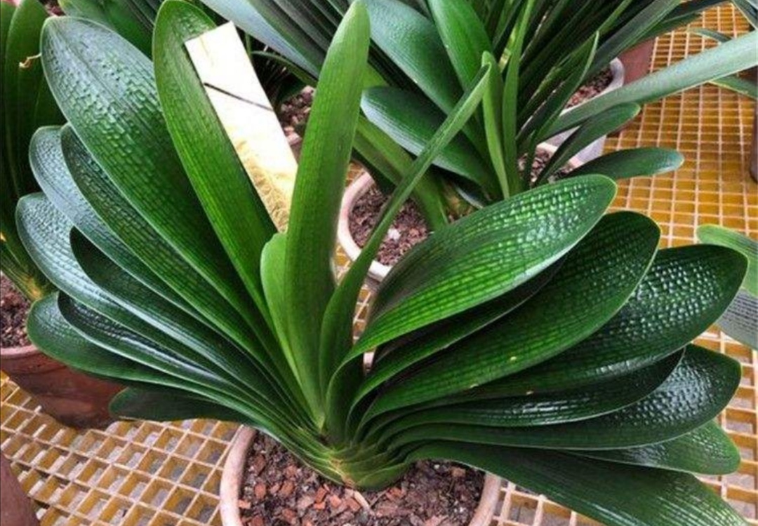 盆栽君子兰养殖方法和技巧,新手养君子兰盆栽养殖方法和技巧