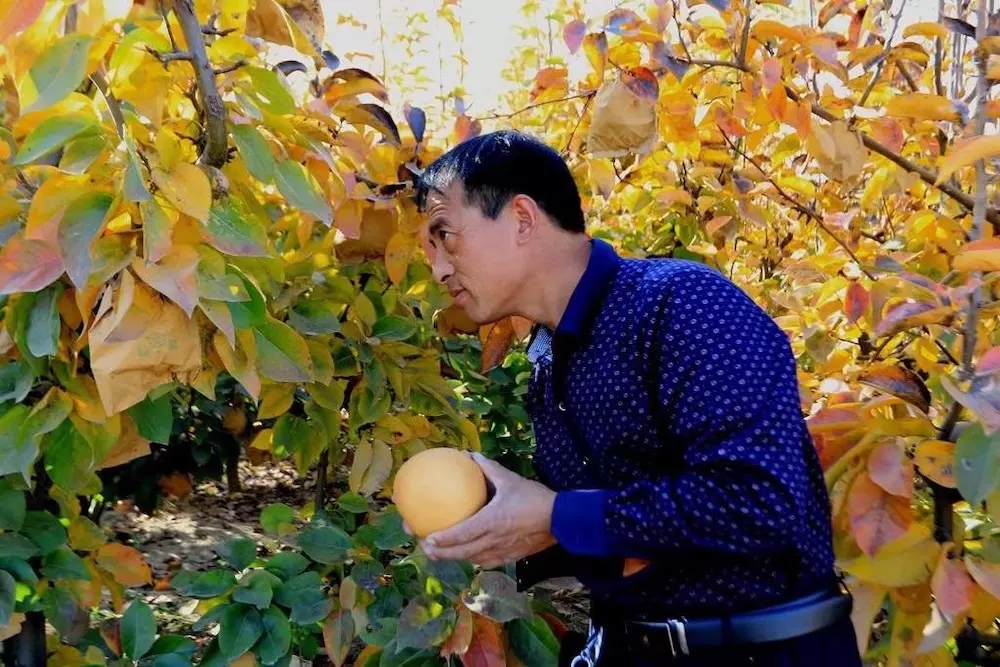 甜爆了！脆惊了！后观寨晚秋黄梨傲霜迎雪等君前来采摘