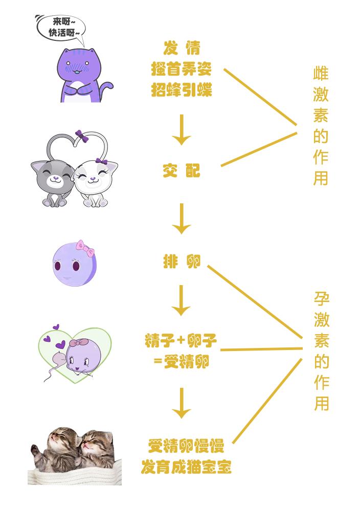 猫咪子宫蓄脓用地米能治好吗,胆小慎入猫咪
