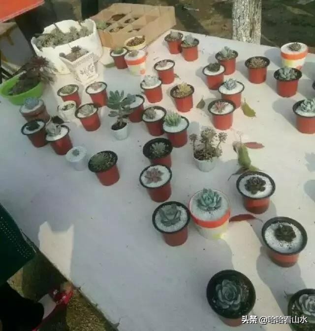 希尔寨，花的世界，花的海洋