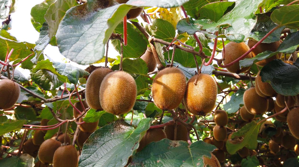 原产于中国乳名鹅莓的土货，被新西兰的土壤孕育成了国际巨星