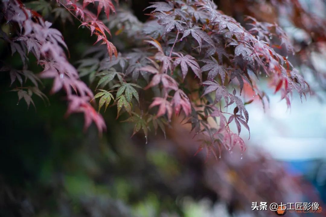 七工匠75mmf1.25夜神人像镜头,七工匠75mmf1.25参数