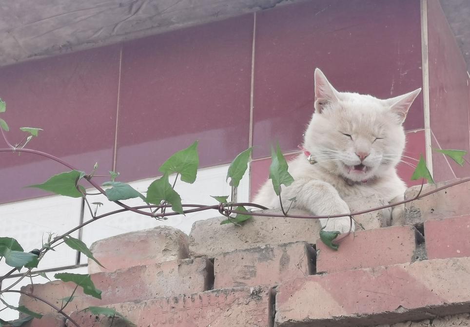 萌宠沙雕猫咪日常,萌宠沙雕日常橘猫