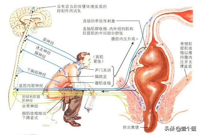 大便形成科普,大便呈球状是怎么回事?