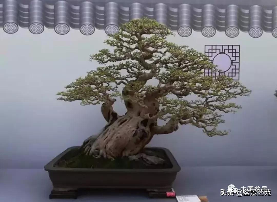 学盆景入门教程书,学习盆景制作视频