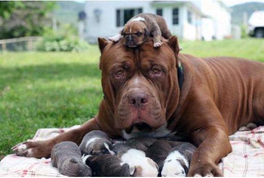 最受欢迎的十种狗狗排名,全世界最受欢迎的十种狗狗