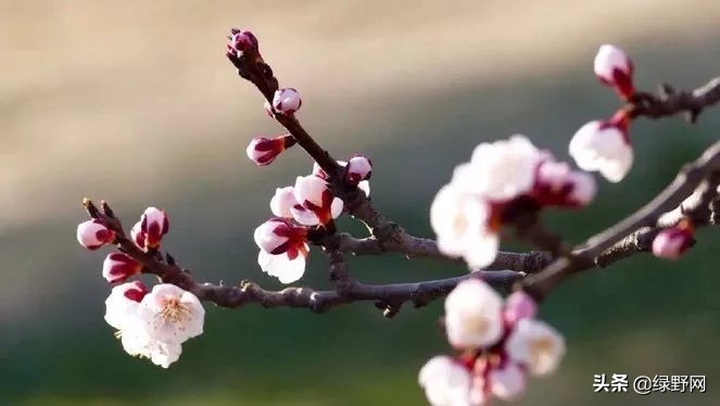 赏花好时节,赏花感言一句话