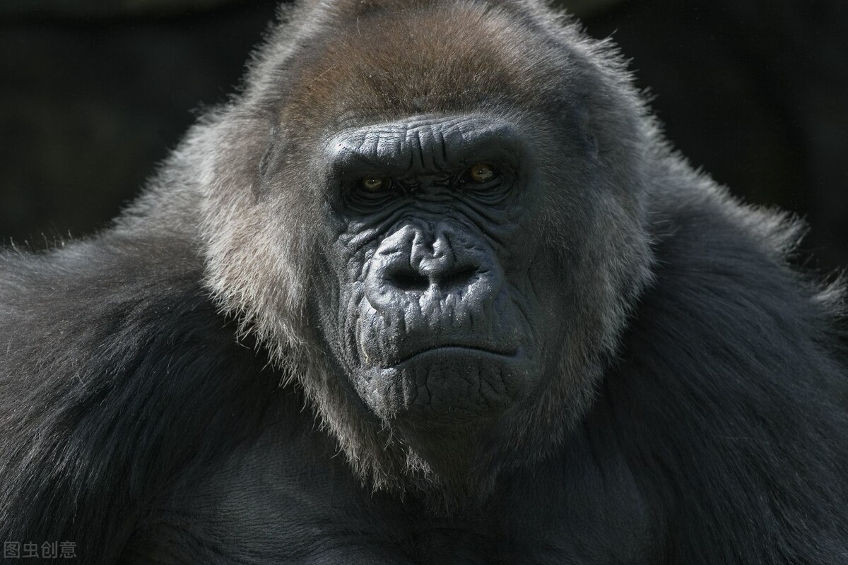 野人49.谁在乾坤山*窥偷**我？齐莽正感觉难受时山上滚下了石头