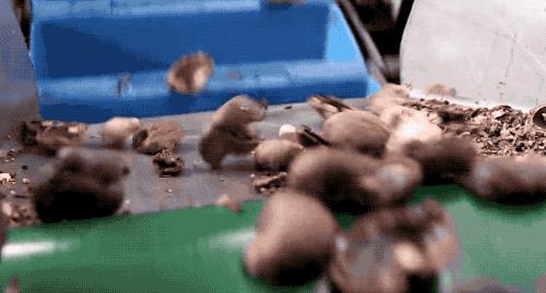 为什么腰果和夏威夷果那么好吃,为什么有的夏威夷果果仁是液体状