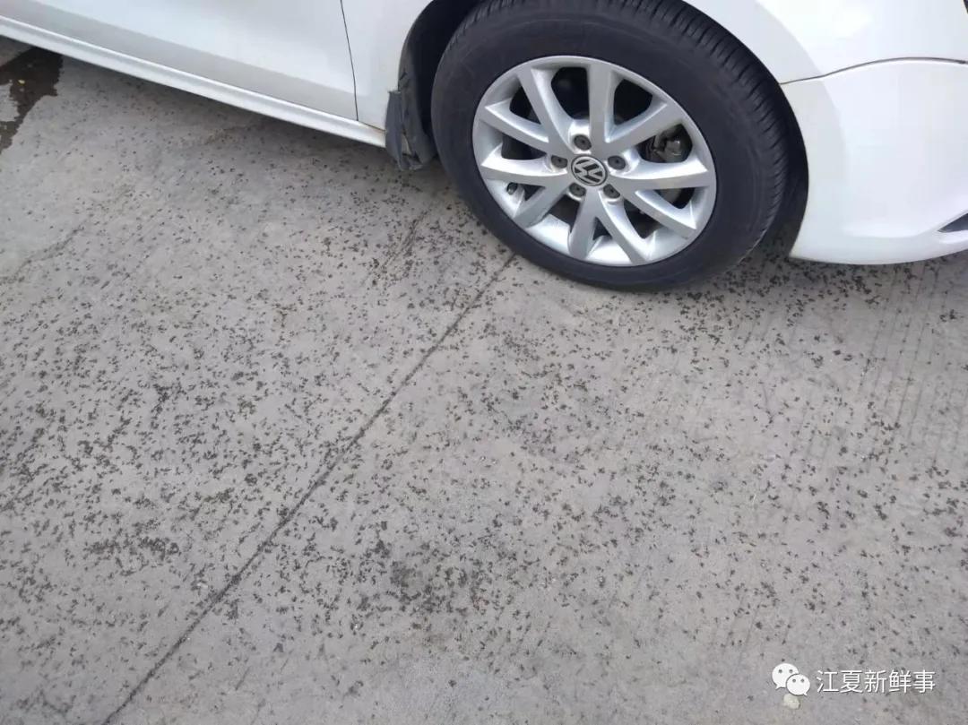 武汉汤逊湖畔的庙山，众多小区摇蚊密集扎堆！该如何治理？