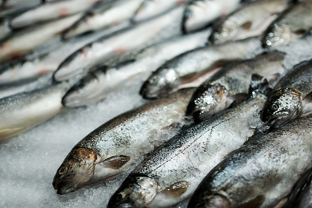 推荐几种好吃的海鱼,推荐好吃的海鱼有哪些