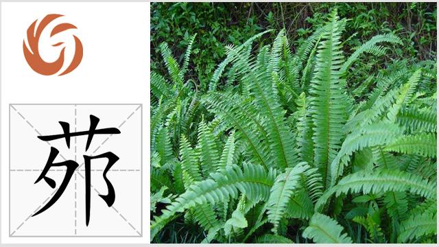 【草木字知-部首篇】卝部