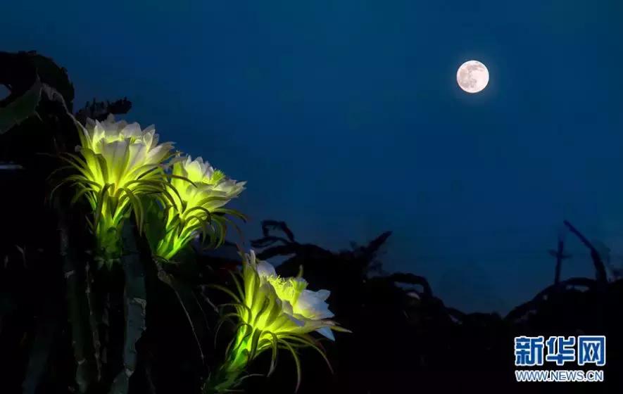 又甜又香的火龙果,夏天火龙果这样吃太凉爽了