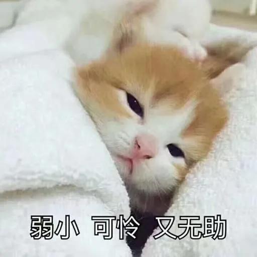 猫咪长猫癣是什么原因引起的,猫咪皮肤病黑色斑块