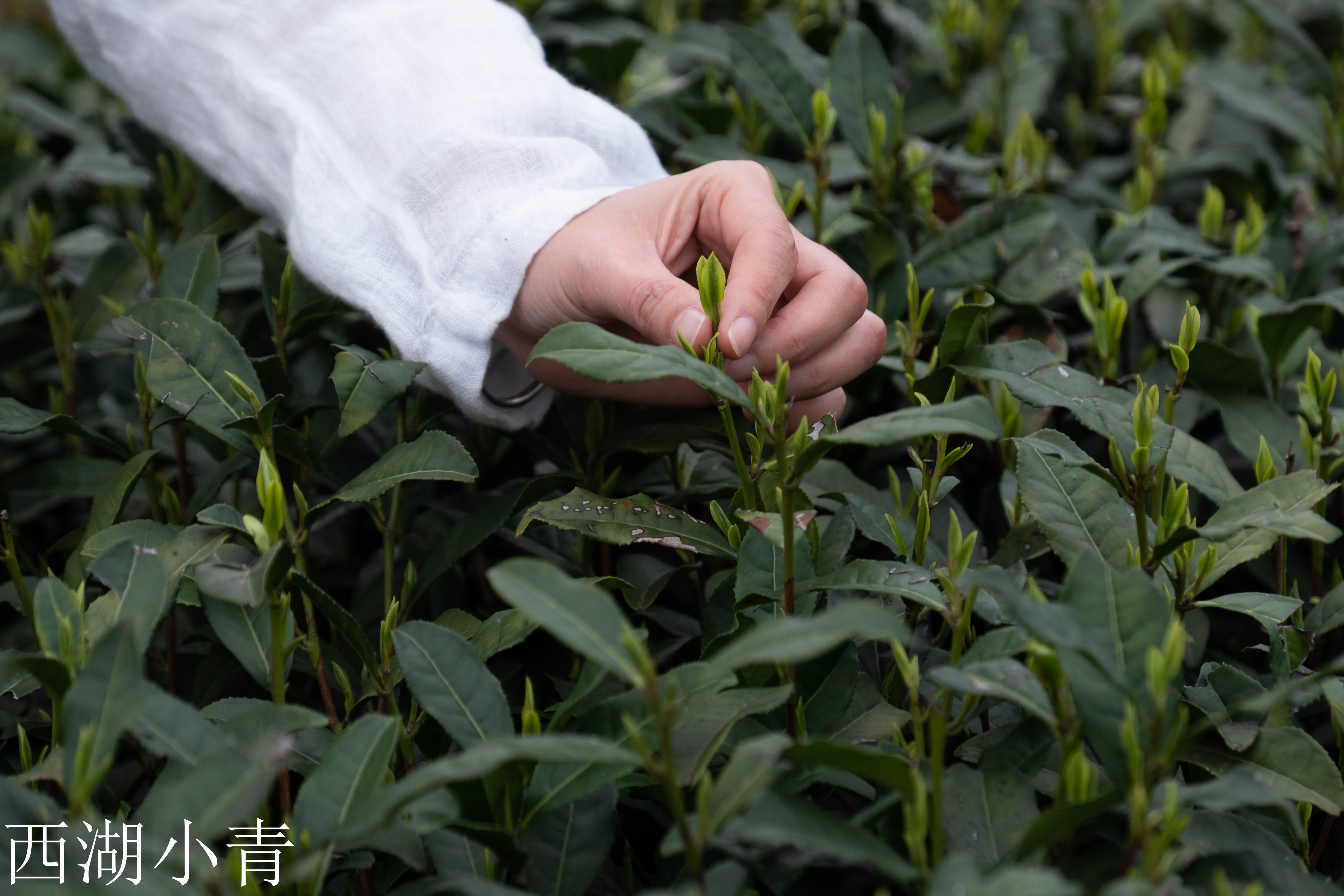 西湖龙井春茶季,龙井茶西湖明前春茶