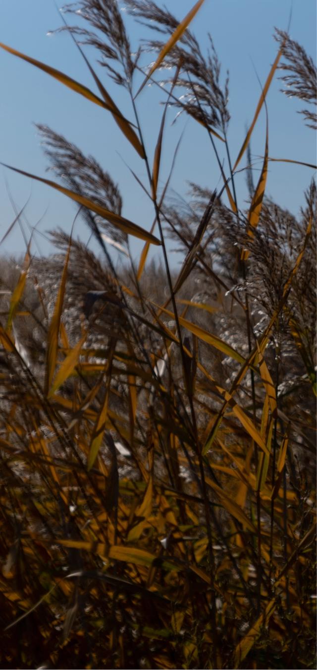 蒹葭与芦荻,芦荻蒹葭