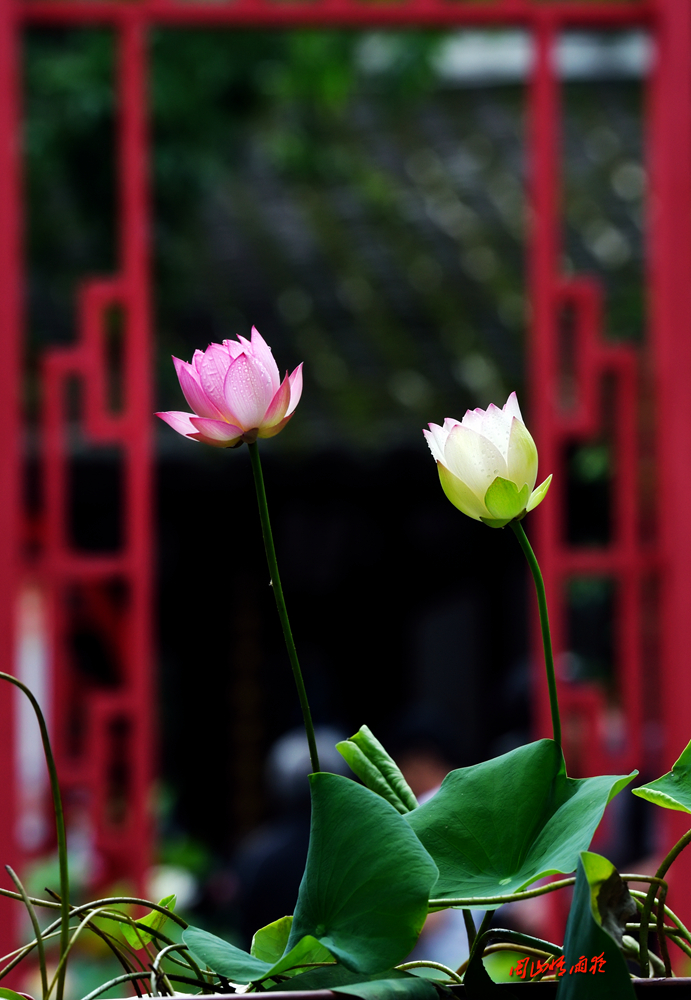 摄影就是记录流逝的时光,摄影捕捉生活的美好瞬间