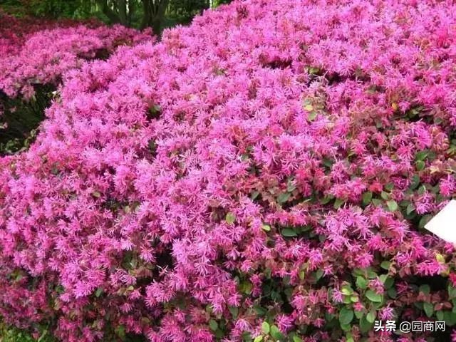 色块苗报价,小色块苗的种植前景