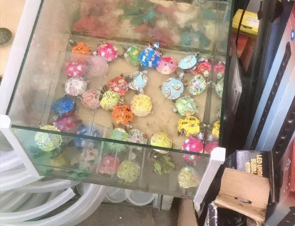 彩色小乌龟有几率活下来吗,彩色的小乌龟对龟有伤害吗