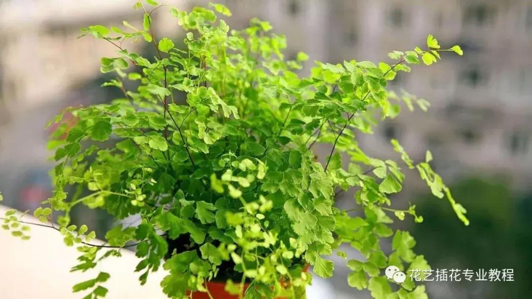 花艺课程绿植教程,花艺种植培训零基础课程入门