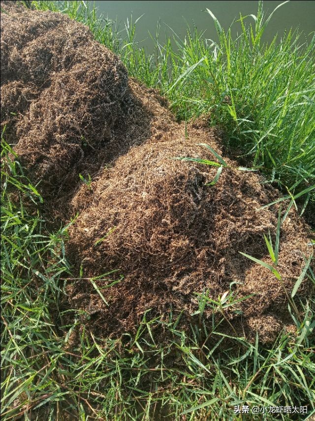 想要小龙虾香放什么,要想虾养得好