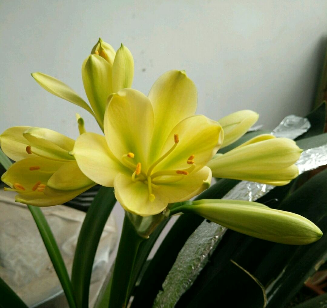 君子兰开花时可不可以浇水,君子兰开花了还需要浇水吗